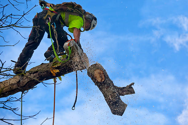 Best Tree Risk Assessment  in Dakota City, NE